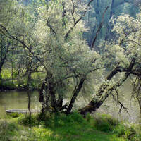 1d_ODC_Fruehlingsfoto_KA_Reinhard_Weigel_Braunau_Aulandschaft Gemaelde pur Fruehling (JPG)