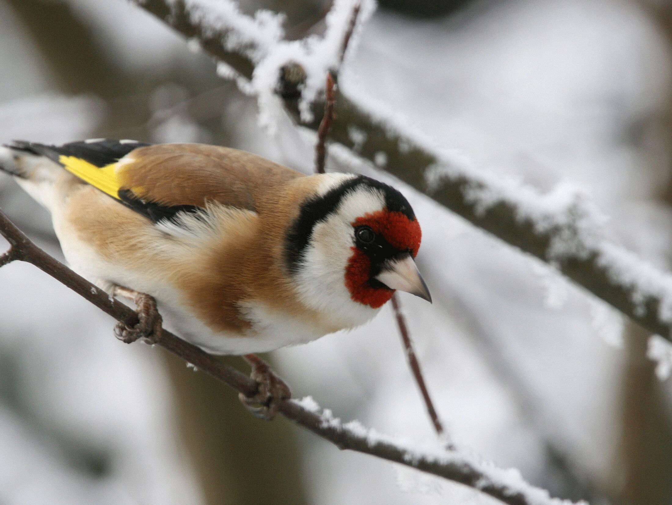 Vögel im Winter