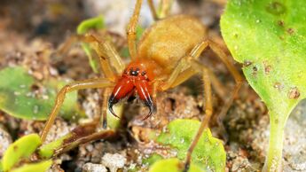 Ammen-Dornfinger Spinne (Cheiracanthium punctorium/ Eutichuridae)