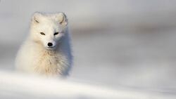Arctic Fox - Fjällräven