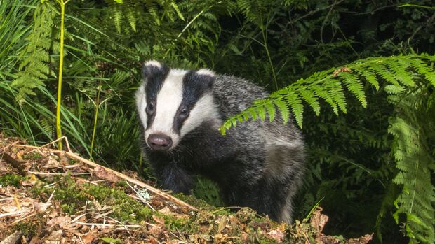 Badger cub emerging through bracken in oak woods