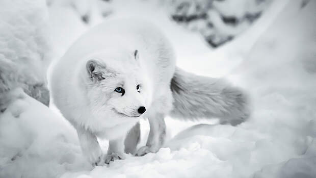 Basis Lager 02/2021: Tiere im Winter
