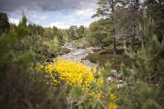 Cairngorms National Park, Schottland