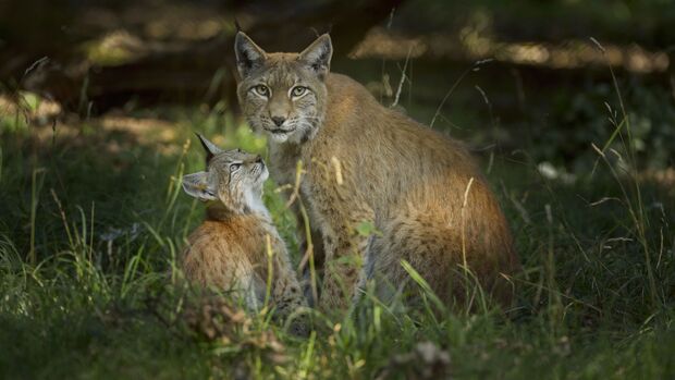 European Lynx, Lynx Lynx, Female with Kitten