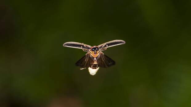Firefly
