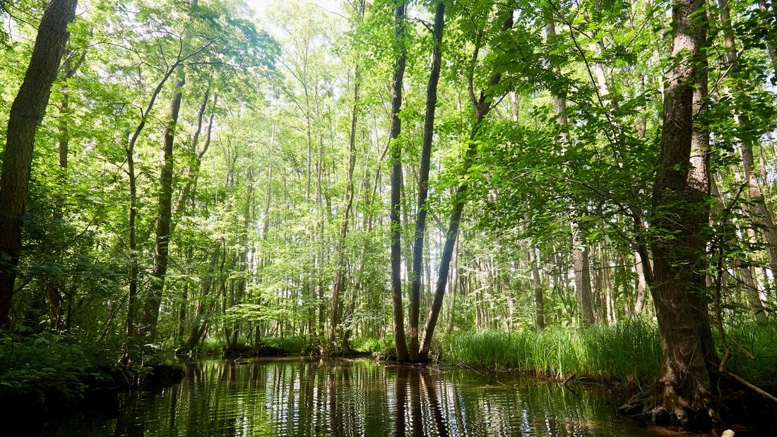 Flusslauf durch grünes Wald- und Naturschutzgebiet