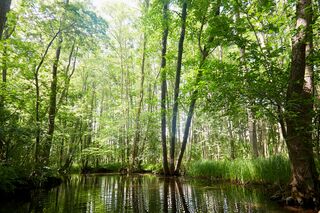 Flusslauf durch grünes Wald- und Naturschutzgebiet