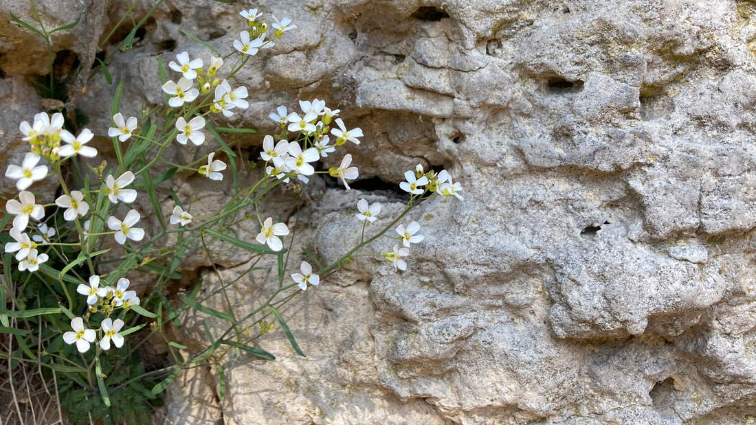 Frankenjura Fels Blümchen