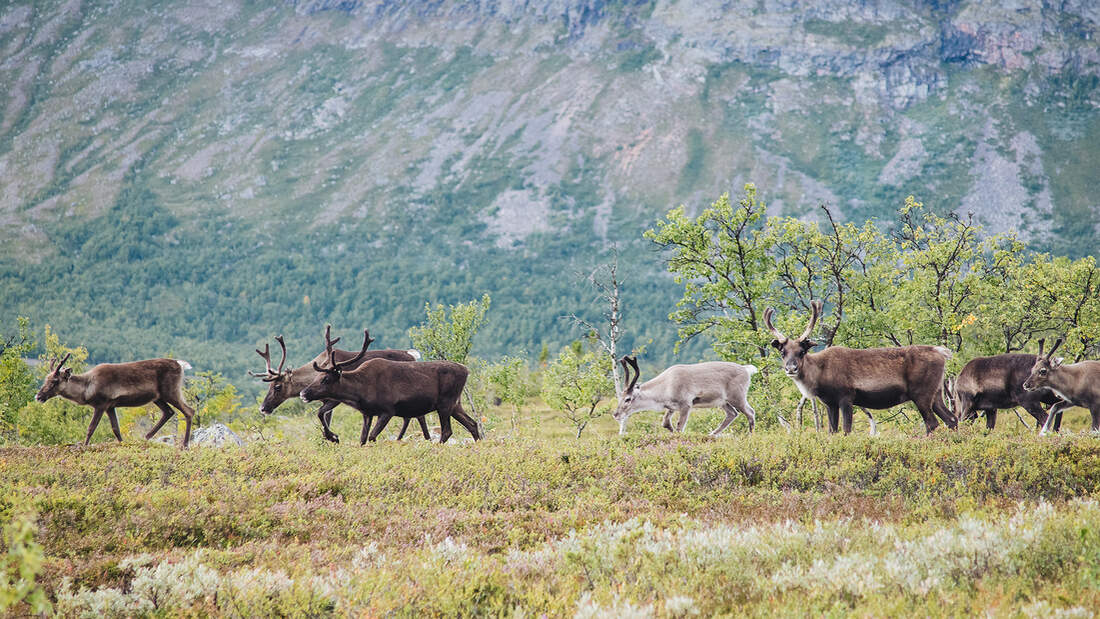 Fyrkanten Schweden