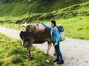 GettyImages/Anastasiia Shavshyna: Wanderfrau streichelt Kuh in den Bergen der Schweiz 