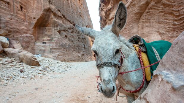 GettyImages/Paul Biris: Ein Esel mit buntem Zaumzeug in der antiken Stadt Petra, Jordanien