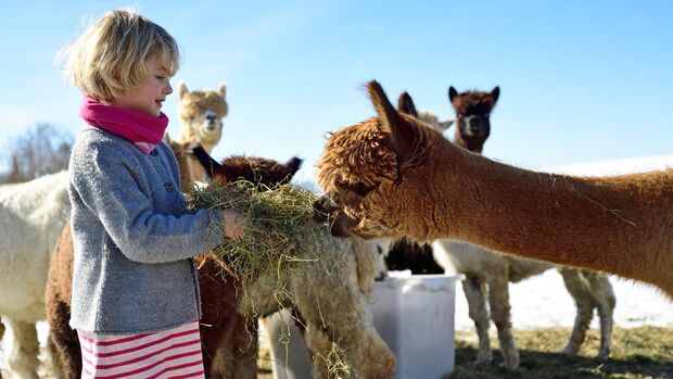 GettyImages/Westend61: Mädchen füttert Alpakas mit Heu auf einer Wiese in Winter