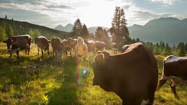 GettyImages/Westend61: Österreich, Bundesland Salzburg, Junge Frau geht auf Almwiese mit Kühen
