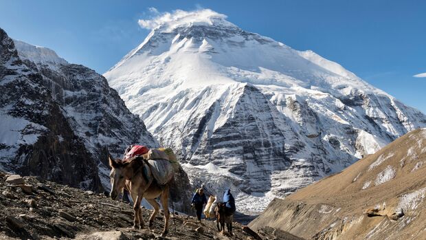 GettyImages/Westend61: Trekking-Gruppe mit Lasttieren am Chonbarden-Gletscher, Dhaulagiri, Französischer Pass, Dhaulagiri Circuit Trek, Himalaya, Nepal