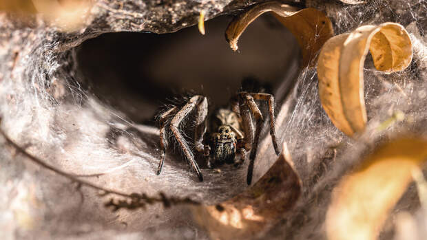 Giftigste Tiere weltweit - Brasilianische Wanderspinne