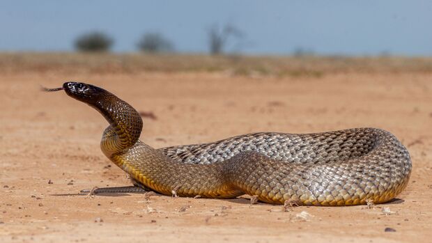 Giftigste Tiere weltweit - Inlandtaipan - Schlange