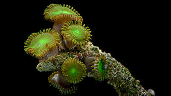 Giftigste Tiere weltweit - Krustenanemone