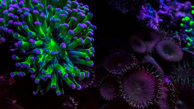 Giftigste Tiere weltweit - Palythoa-Korallen