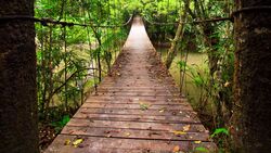 Hängebrücke im Dschungel