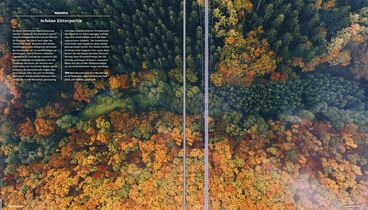 Herbstwald im Hunsrück