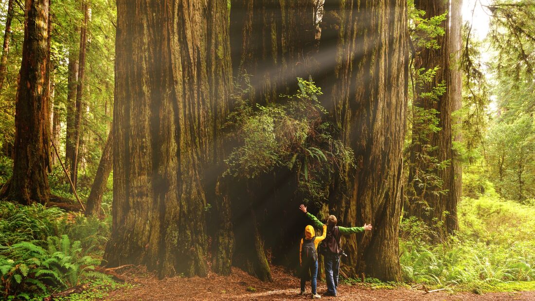 Hikers admiring Redwood trees, Redwood National Park, California