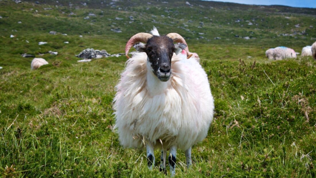 Impressionen aus Irland - Kerry Way - Schaf