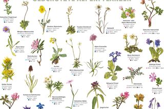 KL DAV-Plakat seltene Alpen-Blumen & Alpen-Pflanzen teasdr