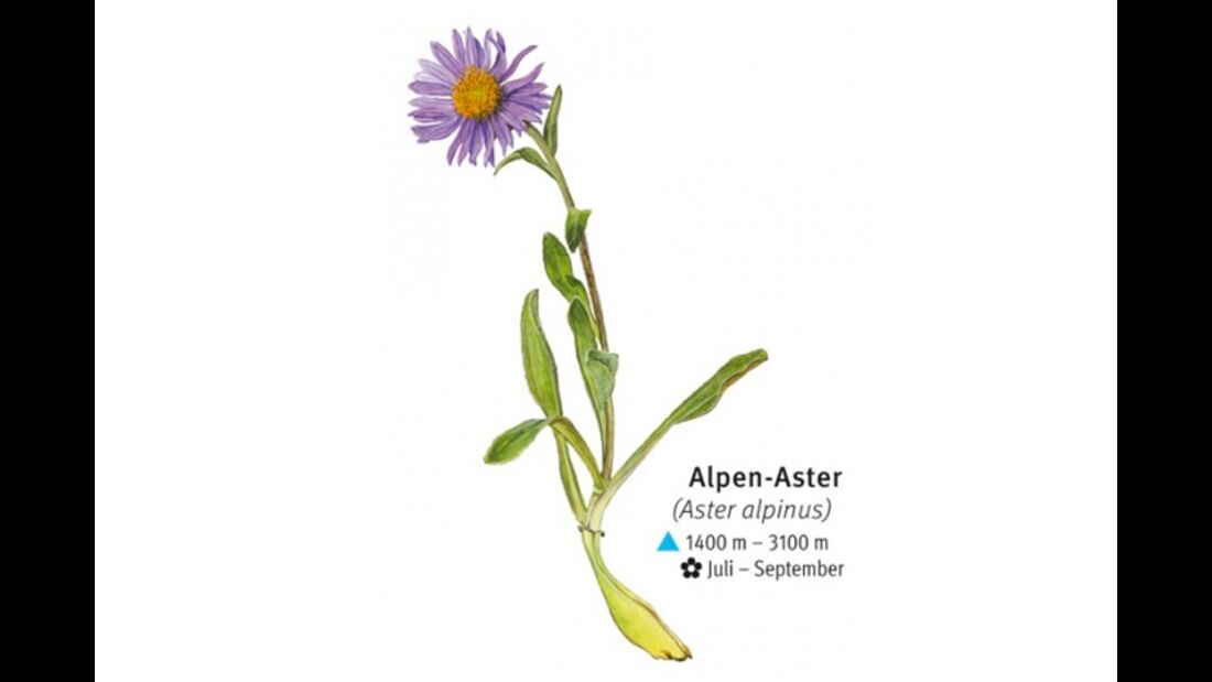 KL-seltene-Pflanzen-Alpen-DAV-Info-Alpen-Aster (jpg)