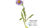 KL-seltene-Pflanzen-Alpen-DAV-Info-Alpen-Aster (jpg)