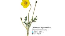 KL-seltene-Pflanzen-Alpen-DAV-Info-Buendner-Alpenmohn (jpg)