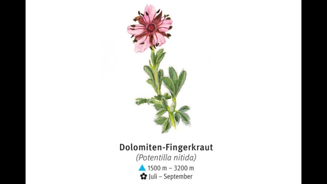 KL-seltene-Pflanzen-Alpen-DAV-Info-Dolomiten-Fingerkraut (jpg)