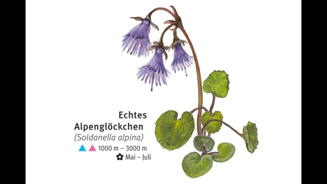 KL-seltene-Pflanzen-Alpen-DAV-Info-Echtes-Alpengloeckchen (jpg)