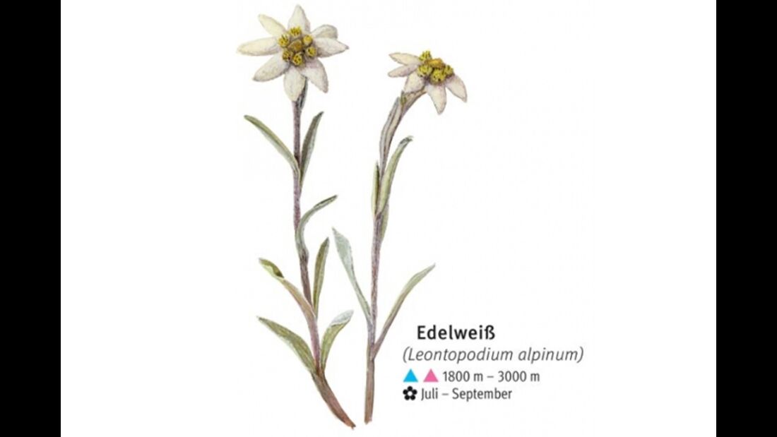 KL-seltene-Pflanzen-Alpen-DAV-Info-Edelweiss (jpg)
