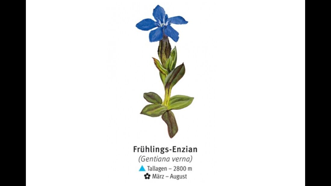 KL-seltene-Pflanzen-Alpen-DAV-Info-Fruehlings-Enzian (jpg)