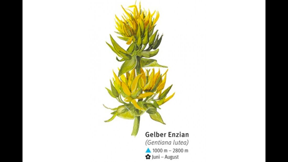 KL-seltene-Pflanzen-Alpen-DAV-Info-Gelber-Enzian (jpg)