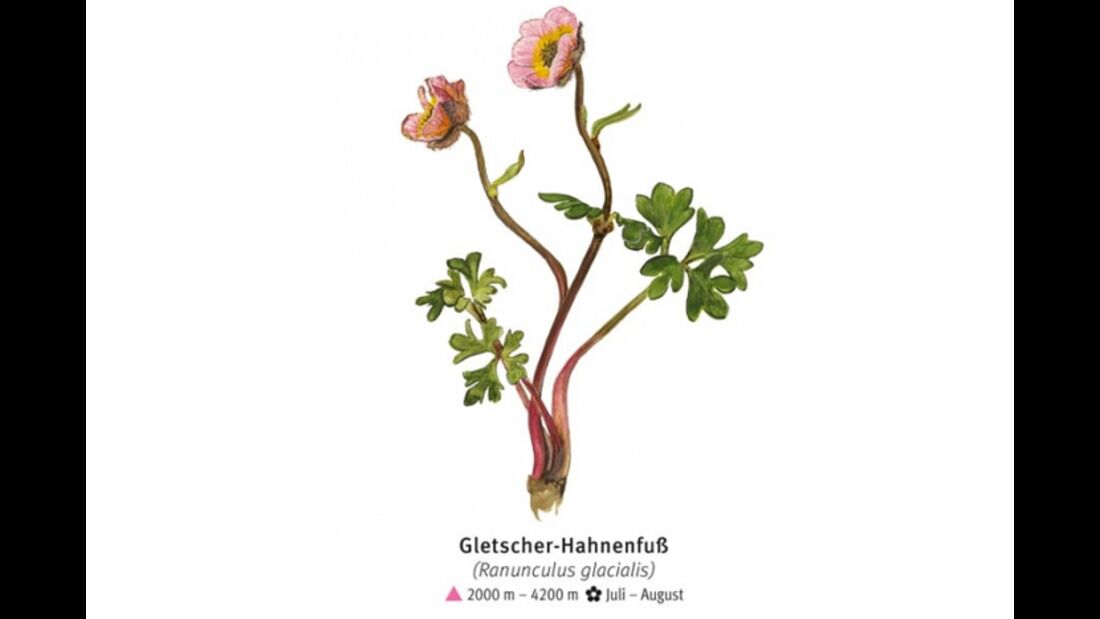 KL-seltene-Pflanzen-Alpen-DAV-Info-Gletscher-Hahnenfuss (jpg)