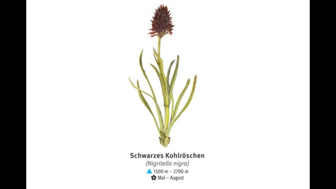 KL-seltene-Pflanzen-Alpen-DAV-Info-Schwarzes-Kohlroeschen (jpg)