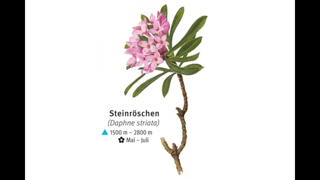 KL-seltene-Pflanzen-Alpen-DAV-Info-Steinroeschen (jpg)