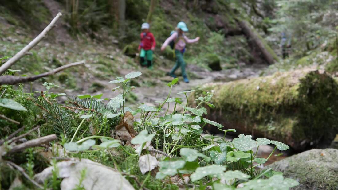 Mit Kindern auf Tour in der Xanderklinge / Schwarzwald 