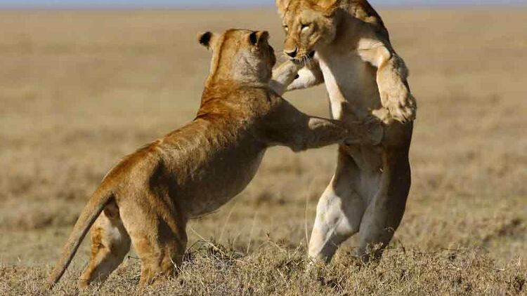 OD 0211 Serengeti Afrika Tiere Kinofilm2e (jpg)
