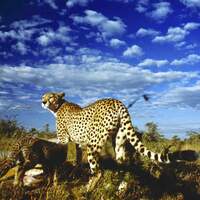 OD 0211 Serengeti Afrika Tiere Kinofilm8a (jpg)