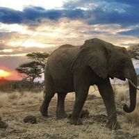 OD 0211 Serengeti Afrika Tiere Kinofilm9b (jpg)