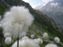 OD 0414 Schweiz Frühling Wollgras Blumen Pflanzen Commons