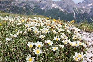 OD 0414 Südtirol Sextener Dolomiten Frühling Weiße Silberwurz Blumen Pflanzen Commons