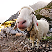 OD_0611_Dachstein_bo_tat_212 (jpg)