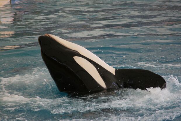 OD 0711 Basialager natur tiete meer schwerwal orca