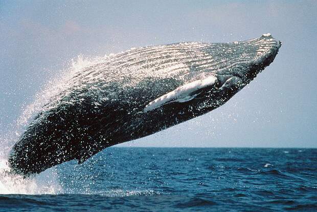 OD 0711 Basislager natur tiere meer buckelwal