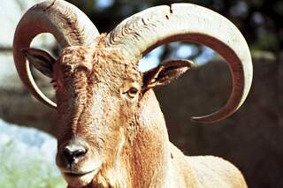 OD 0911 Steinbock Alpen Tiere