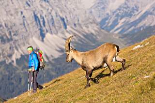 OD 0917 Karwendel Österreich Gamsjoch