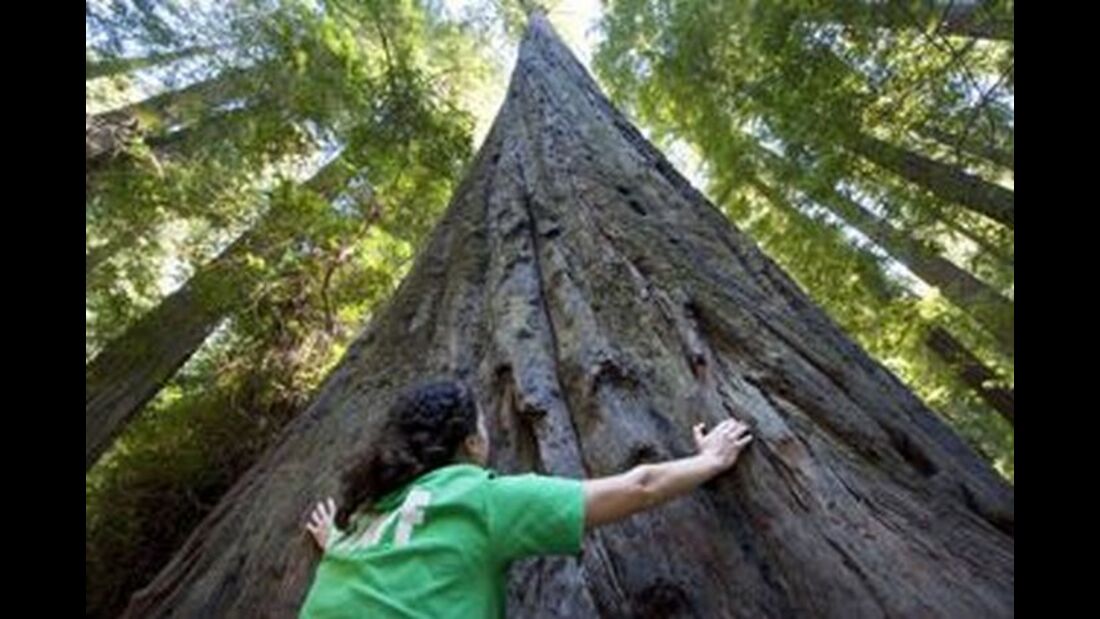 OD 1110 USA Kalifornien California Redwood 0g (jpg)